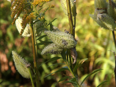 [Vertical stalks from three different plants are visible. Each stalk has several green teardrop-shaped pods with white pricklies on them.]